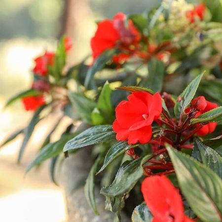 Quintinha Das Laranjeiras Santa Cruz do Douro 外观 照片